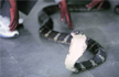Bengaluru: Jealous husband couriers wifes boss a live snake